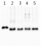 Cyt f | Cytochrome f protein (PetA) of thylakoid Cyt b6/f-complex (higher plants)
